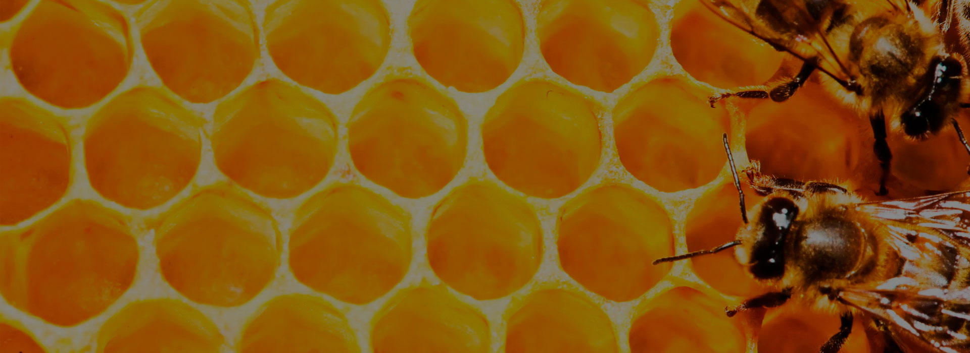 home_slider1_opaco